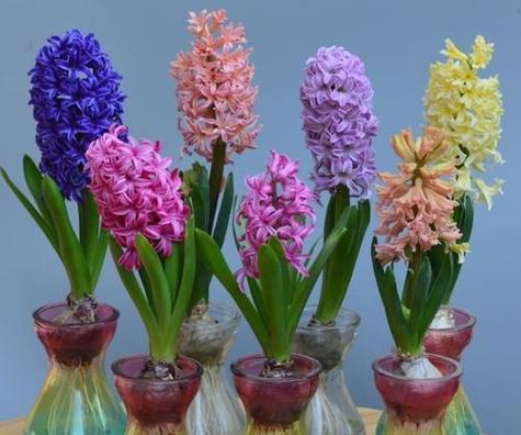 风信子开花的寓意（希望与新生的象征——风信子花）