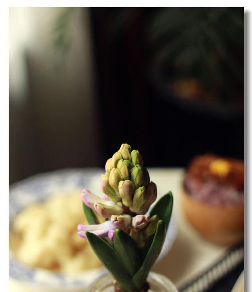 风信子开花的寓意（希望与新生的象征——风信子花）