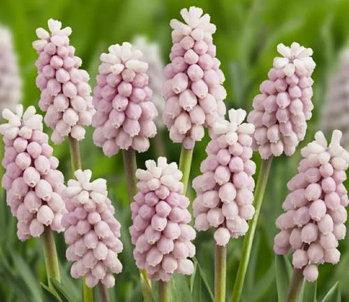 风信子鲜花花语（花开花谢）