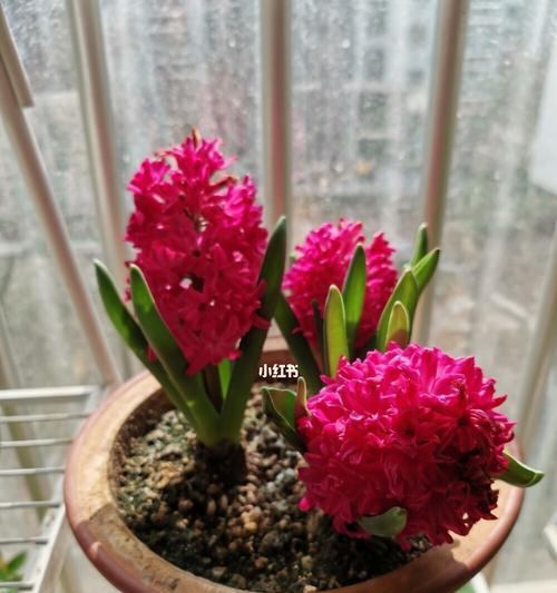 风信子色彩的象征意义（探寻风信子不同颜色背后的深意）