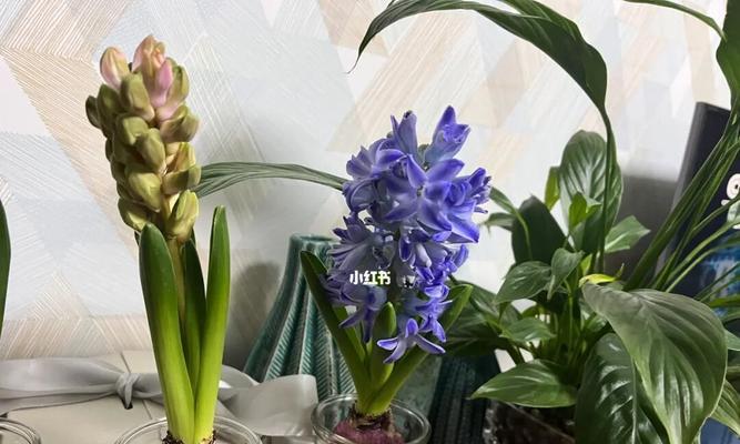 风信子的意义与象征（蕴含自由）
