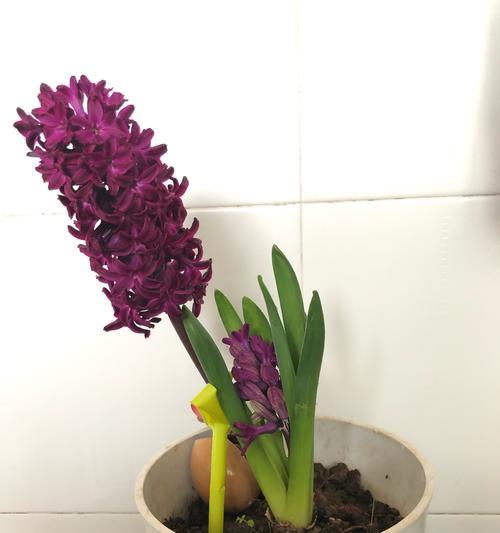 风信子（探索风信子花语的深意与生命力）