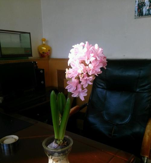 风信子的含义与象征（探寻风信子的深层意义）