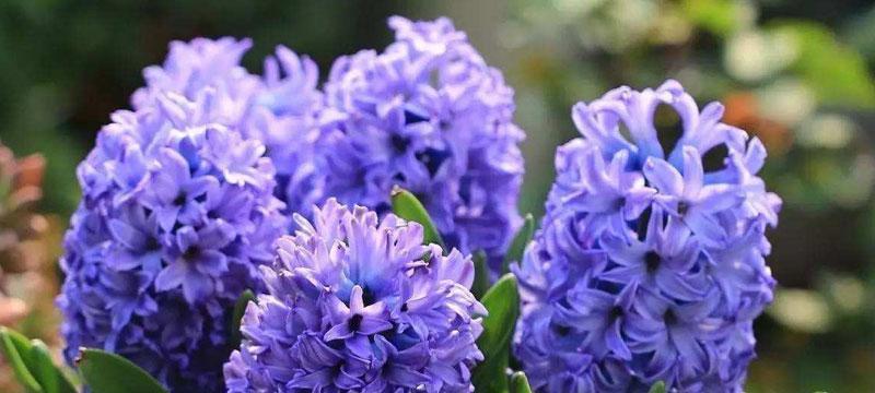 风信子的花语与寓意（美丽盛放的春之使者）