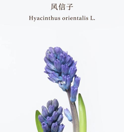 风信子（盛开的气息）