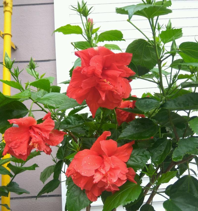 扶桑花叶子小的意义与奇妙之处（探索扶桑花叶子的微小之美）