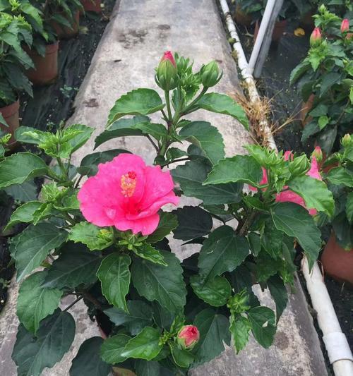 扶桑牡丹的花语与美学（探寻扶桑牡丹的花语）