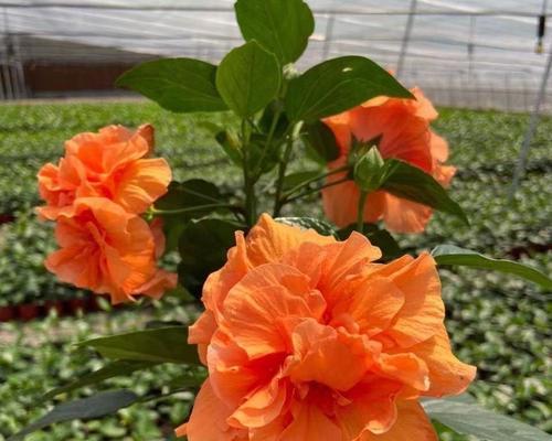 扶桑牡丹的花语与美学（探寻扶桑牡丹的花语）