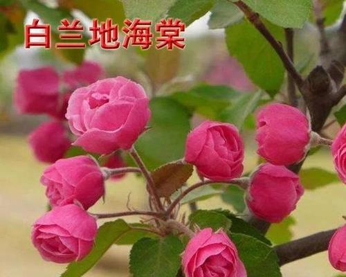 格里海棠海棠花的意义（探寻格里海棠海棠花的美丽与象征）