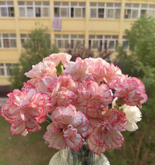 康乃馨花的寓意与象征意义（解读康乃馨的不同颜色及其象征意义）