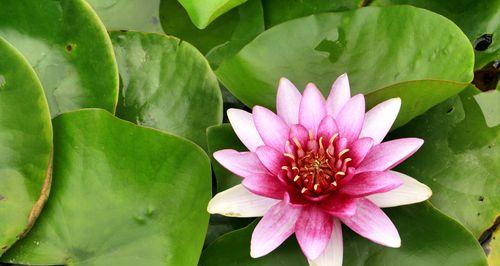 各色睡莲花语（唤醒你内心的情感世界）