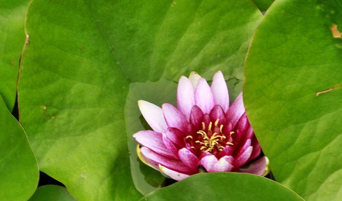 各色睡莲花语（唤醒你内心的情感世界）