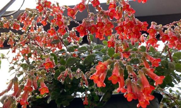 宫灯长寿花——传承万年的吉祥花（宫灯长寿花花语的深意与文化内涵）