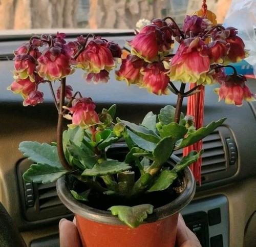 宫灯长寿花——传承万年的吉祥花（宫灯长寿花花语的深意与文化内涵）