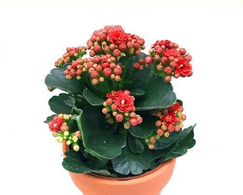 宫灯长寿花——传承万年的吉祥花（宫灯长寿花花语的深意与文化内涵）