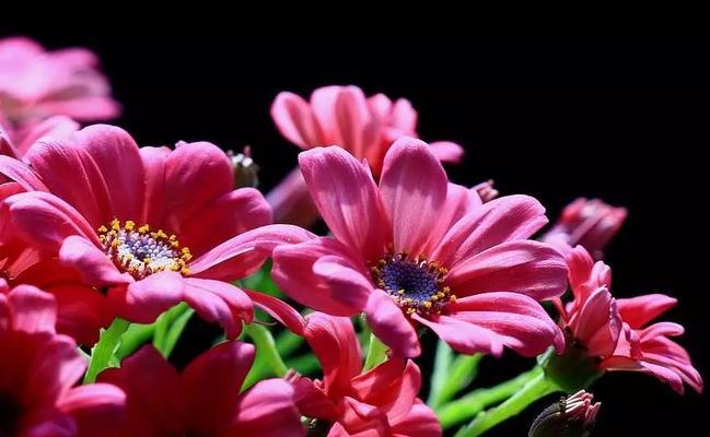 瓜叶菊的花语（善良花朵的象征——瓜叶菊的花语及寓意）