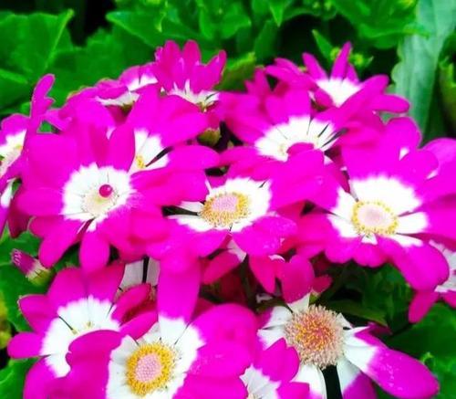 瓜叶菊的花语（善良花朵的象征——瓜叶菊的花语及寓意）