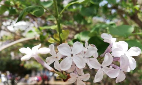 丁香花的花语与寓意（探索丁香花的神秘内涵）