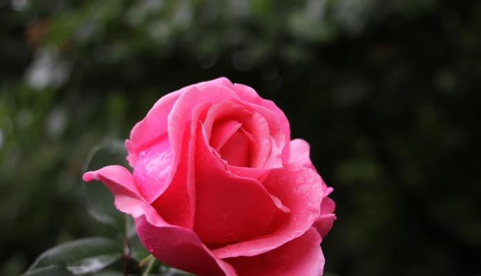 月季花之美（探索月季花的花语及其深刻的含义）