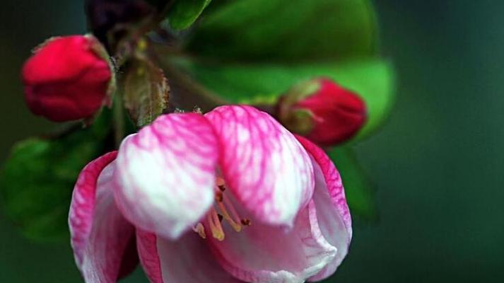 观叶海棠花语（探寻观叶海棠的花语与象征意义）