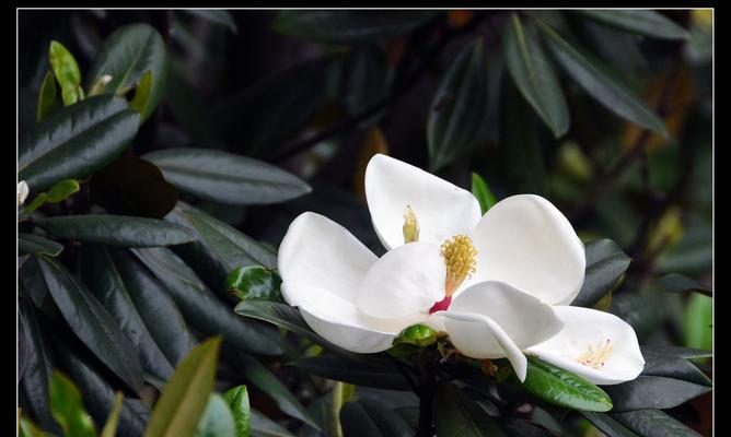 广玉兰花的象征意义（探秘广玉兰花的内涵及文化象征）
