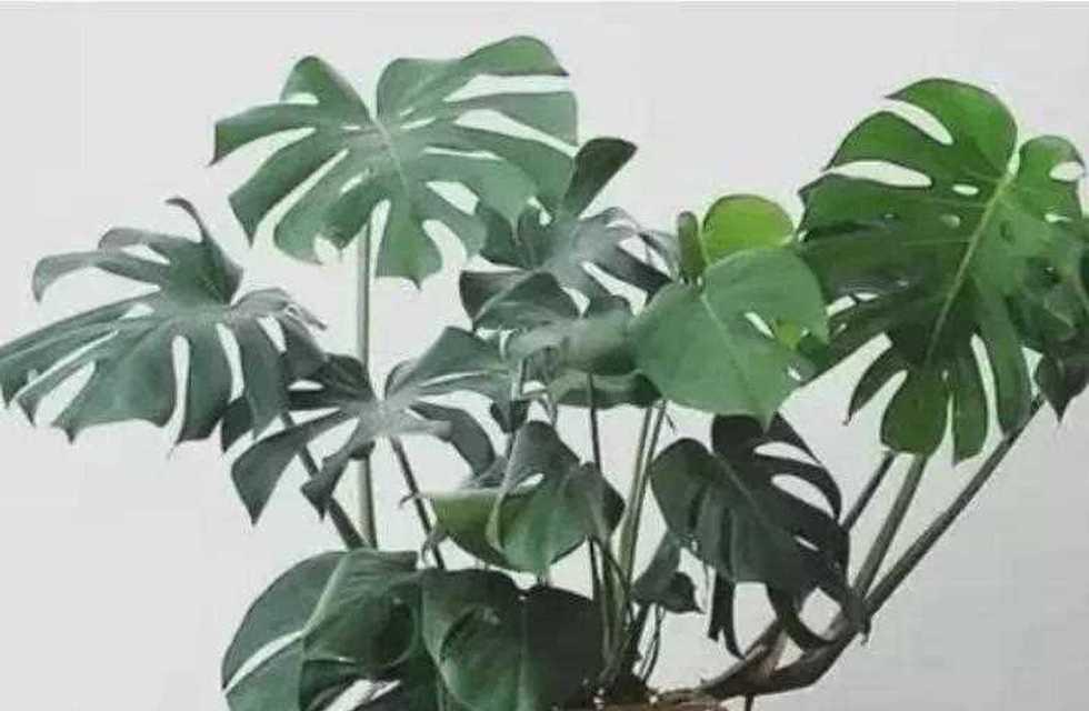 龟背竹花语（揭示龟背竹的花语和象征意义）