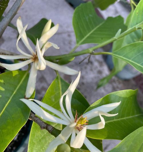 含笑花的意义与象征（快乐与希望的化身——含笑花的魅力与寓意）