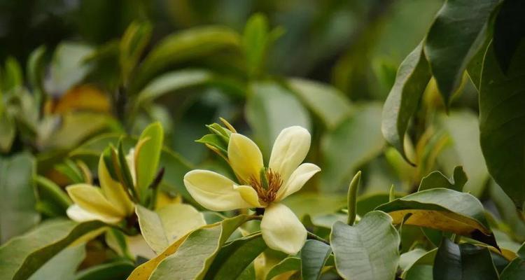 以含笑花语（用微笑绽放）