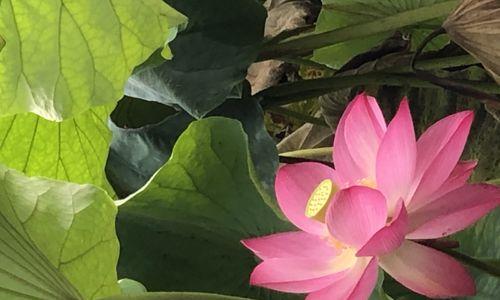 探究荷花不长花的原因（为什么荷花无法开花）