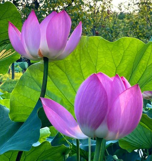 探究荷花不长花的原因（为什么荷花无法开花）