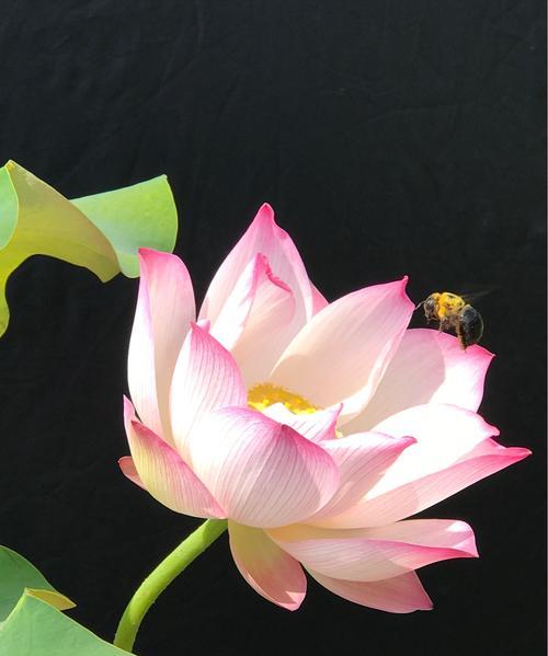 荷花的花语与美丽之谜（探寻荷花的花语）