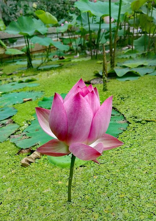 荷花与花语——沉静、纯洁与自尊（荷花花语的秘密及其传承）
