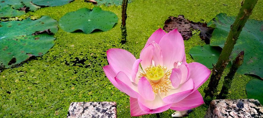 荷花与花语——沉静、纯洁与自尊（荷花花语的秘密及其传承）