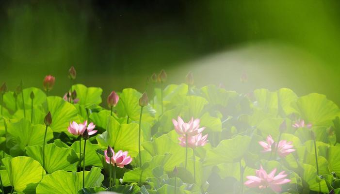 荷花与花语——沉静、纯洁与自尊（荷花花语的秘密及其传承）