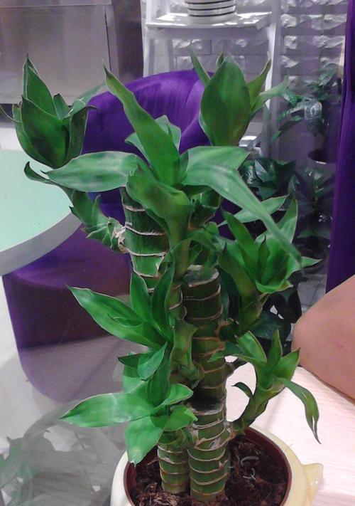 荷花竹的花语与意义（探寻荷花竹的秘密）