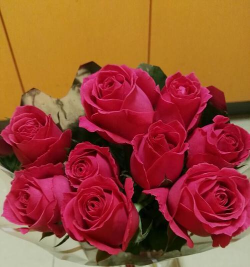 黑红玫瑰花花语（探索黑红玫瑰花的奇妙意义）