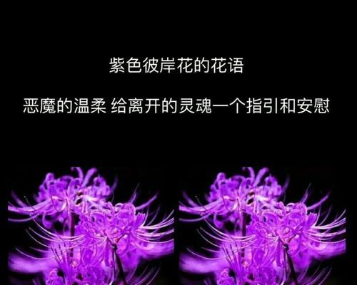黑色风信子花语的深意（探索花海中的神秘黑色风信子）