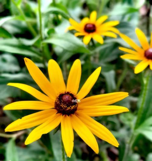 黑心金光菊花语的美丽与意义（探寻黑心金光菊花语的深层寓意）