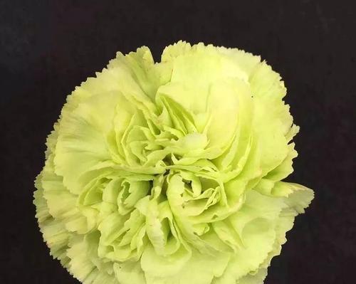 红边康乃馨花语（红边康乃馨花语背后的15个寓意与故事）