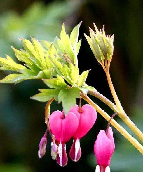 红口水仙花语之美丽的爱情（红口水仙花在花语中所代表的浪漫爱情）
