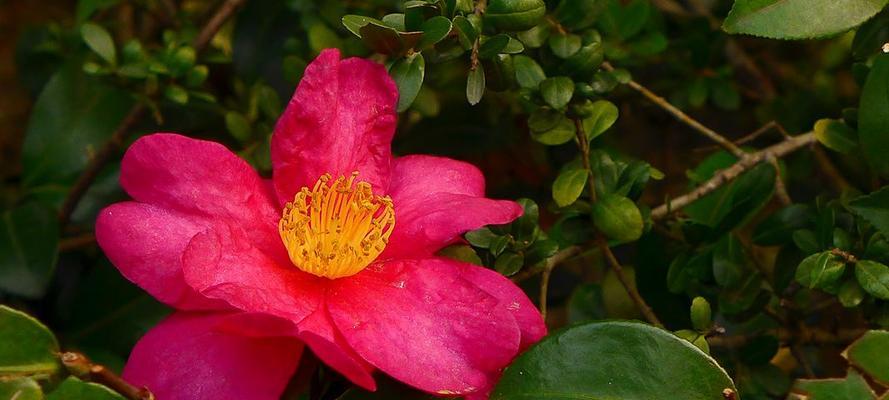 红色茶梅花的花语和寓意（红色茶梅花的热情与希望）