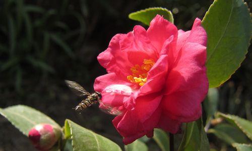 红色茶梅花的花语和寓意（红色茶梅花的热情与希望）