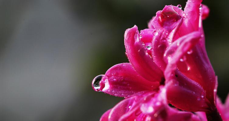 红色风信子花语的意义与传承（唤起爱情和热情的鲜红芬芳）