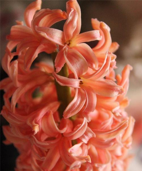 红色风信子的花语与意义（探寻红色风信子的神秘语言）