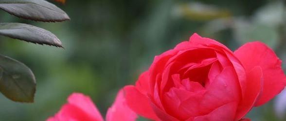 红色月季花语
