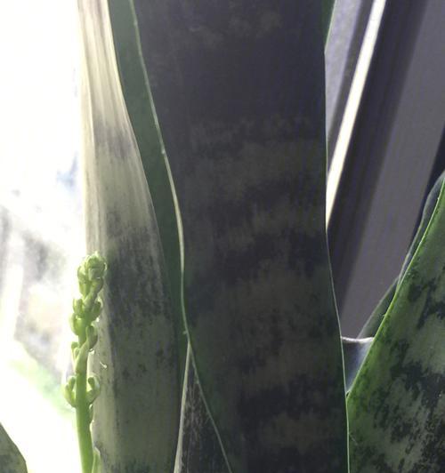 虎皮兰花的花语及养护技巧（探寻虎皮兰花的象征意义和繁殖方法）