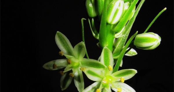 白花虎眼万年青的花语（探索白花虎眼万年青的花语）