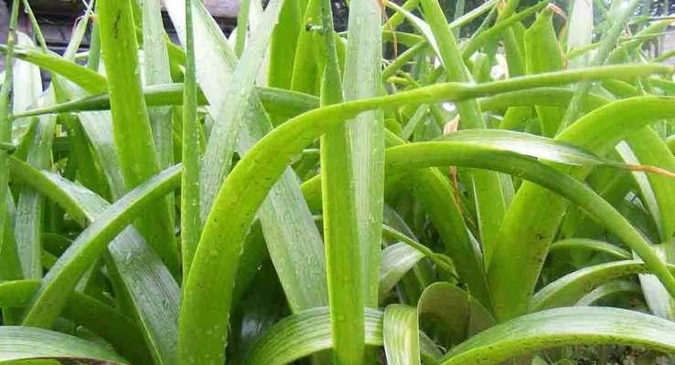 白花虎眼万年青的花语（探索白花虎眼万年青的花语）