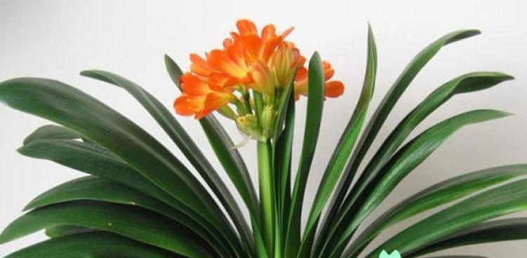 解读花语大花君子兰（大花君子兰的花语和寓意）