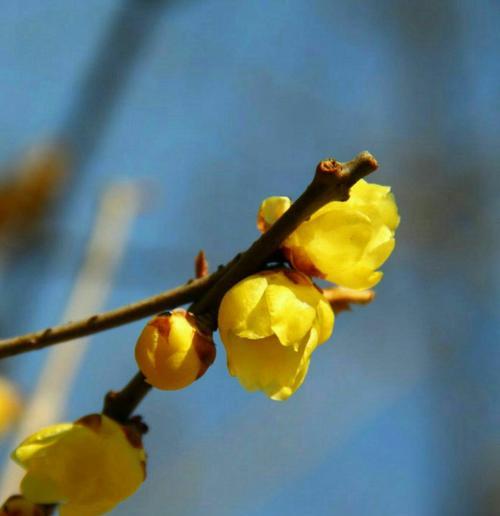 黄腊梅花花语与生活（用黄腊梅花的花语为生活添色彩）